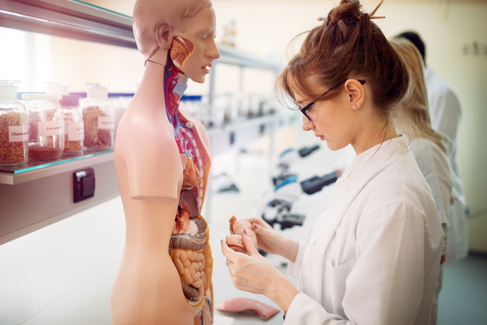 Student,Of,Medicine,Examining,Anatomical,Model,In,Lab